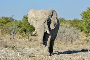 elefante - etosha, namibia foto