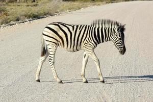 bambino zebra - etosha, namibia foto