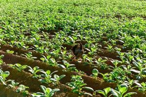 pollo e sua pulcini attraversamento un' tabacco campo nel il vinales valle, nord di Cuba. foto