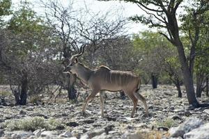 kudu nel etosha nazionale parco foto