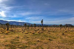 bellissimo paesaggio nel Giosuè albero nazionale parco nel California. foto