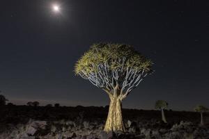 faretra albero foresta - nambia foto