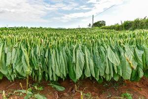 tabacco campo nel il vinales valle, nord di Cuba. foto