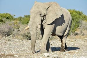 elefante - etosha, namibia foto