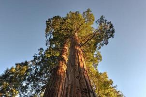 fuse gigante sequoia alberi foto