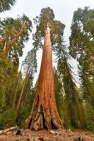 sequoia albero a partire dal generale concedere boschetto, un' sezione di re canyon nazionale parco foto