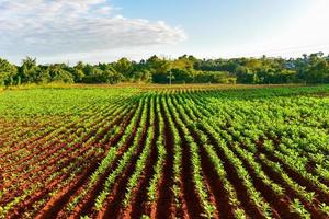 tabacco campo nel il vinales valle, nord di Cuba. foto