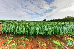 tabacco campo nel il vinales valle, nord di Cuba. foto