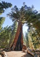 grizzly gigante sequoia nel mariposa boschetto, Yosemite foto