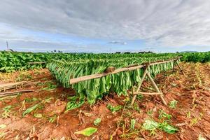 tabacco campo nel il vinales valle, nord di Cuba. foto