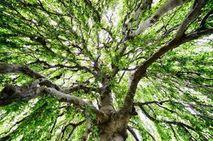 distesa di un' grande albero foto