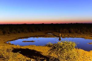 irrigazione buco - etosha, namibia foto