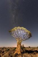 faretra albero foresta - nambia foto