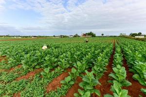 tabacco campo nel il vinales valle, nord di Cuba. foto