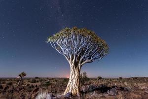 faretra albero foresta - nambia foto