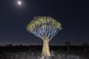 faretra albero foresta - nambia foto