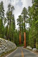 gigante sequoia alberi nel mariposa boschetto, Yosemite nazionale parco, California, Stati Uniti d'America foto