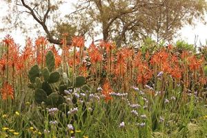 fiori d'estate in un parco cittadino in Israele. foto