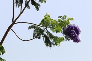 fiori d'estate in un parco cittadino in Israele. foto