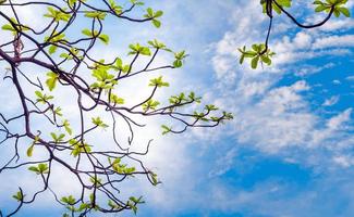 guarda fino al cielo sotto l'albero foto