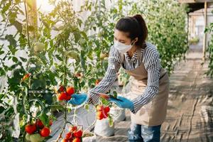 asiatico agricoltura usi produzione controllo compresse per tenere sotto controllo qualità verdure e pomodoro a serra. inteligente contadino con vr icona foto