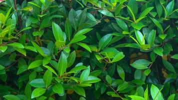 bellissimo verde fogliame come sfondo foto