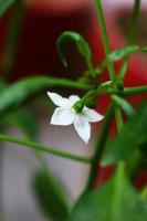 minuscolo bianca fiore nel il giardino nel karachi Pakistan 2022 foto