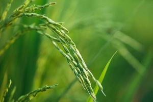 giovane verde riso impianti nel il campo foto