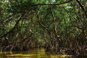 fiume nel il foresta con un' mangrovia alberi foto