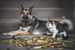 amicizia cane e gatto foto