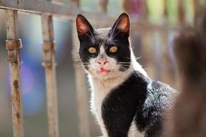 un' bellissimo gatto passeggiate su il strade di il città. foto