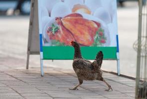 un' spaventato pollo corre lontano, contro il sfondo di un annuncio pubblicitario per un' ristorante con fritte carne. foto