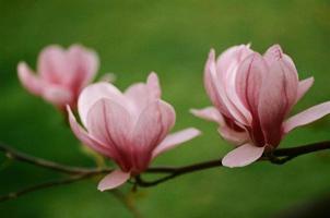 bellissimo rosa magnolia fiore su fioritura albero nel primavera foto