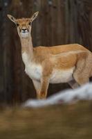 blackbuck nel zoo foto