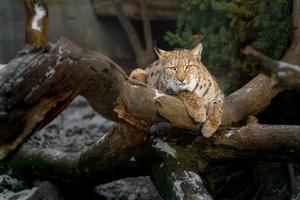 eurasiatico lince nel inverno foto