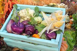 biologico fresco verdura nel di legno scatola su agricolo giusto. raccolta autunno tempo concetto. giardino autunno naturale pianta. ringraziamento Halloween arredamento. festivo azienda agricola rurale sfondo. vegano cibo. foto