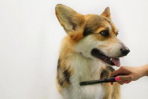 mano di donna toelettatore fa un' razza taglio di capelli con pettine dopo lavaggio pelliccia nel governare salone. uso di attrezzo per pettinatura lana vergine. professionale animale animale domestico cura concetto. avvicinamento con copia spazio per testo foto