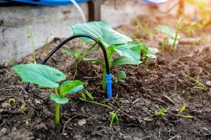 gocciolare irrigazione ugello nel il terra vicino il cetriolo piantina. biologico agricoltura. foto