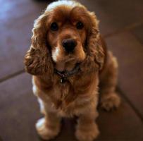 vicino su ritratto di carino cocker spaniel seduta su un' piastrelle pavimento foto