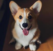 vicino su ritratto di carino contento corgi cane seduta su un' di legno pavimento foto