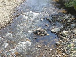 rapido flusso di il fiume. grande fiume, Visualizza a partire dal sopra. Visualizza a partire dal il ponte per il acqua. soglie su il acqua. foto