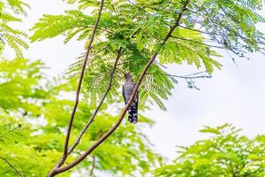 asiatico Smeraldo cuculo arroccato su albero foto