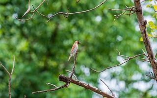 squamoso petto munia arroccato su albero foto