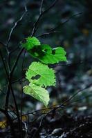 pochi verde succoso le foglie di giovane albero primavera con fori su un' ramo vicino buio terra foto