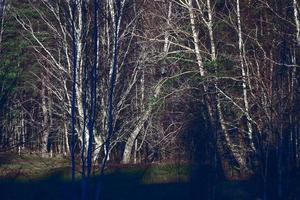 albero tronchi nel il autunno foresta durante caldo tramonto getto un' nero di seppia tono e la creazione di lungo ombre foto