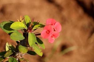 euforbia milii fiori nel almatti, karnataka. foto