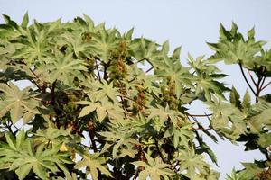 un' avvicinamento Visualizza di un' ricinus communis foglie, badami. foto