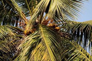 noci di cocco sospeso su un' albero. foto