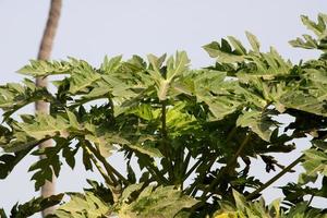 un' avvicinamento Visualizza di un' ricinus communis foglie, badami. foto