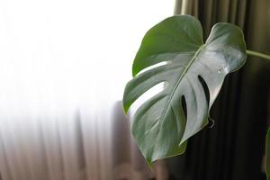 Monstera fiore. Monstera delizioso o svizzero formaggio pianta nel pentola tropicale le foglie sfondo. luce del giorno, duro ombre. foto